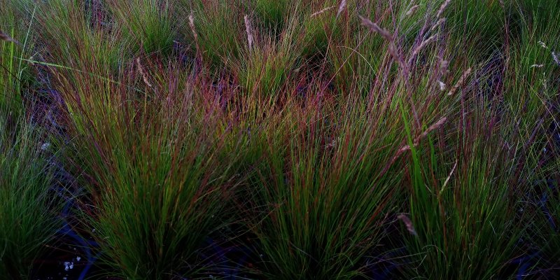 Festuca 'Walberla' Овсяница